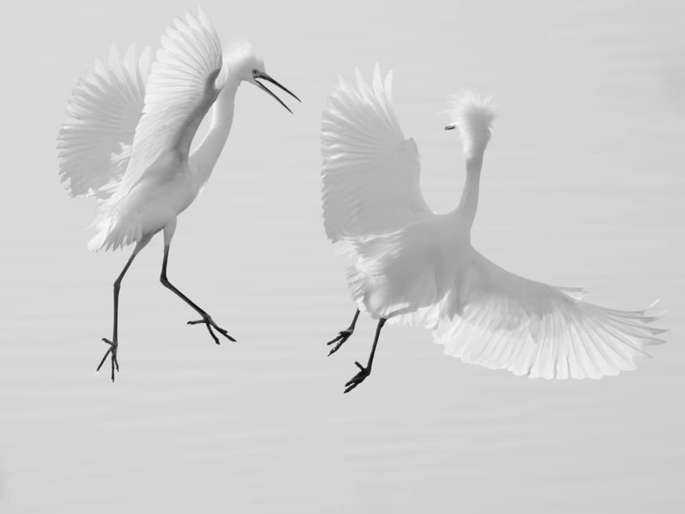 Dancing White Egrets by Anchor Lee — canvas wall art