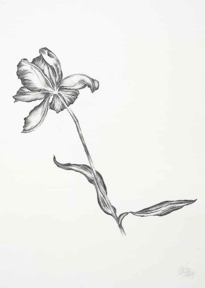 Elegant Floral Drawing