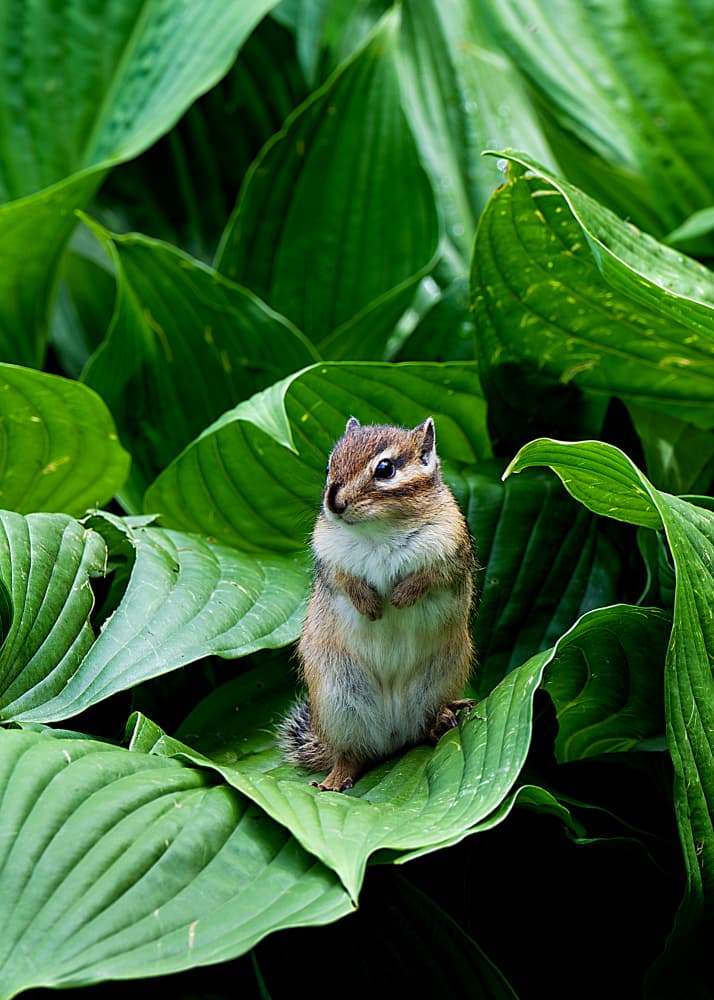 Little Chipmunk In Leaves by Hidenori Sono — canvas wall art