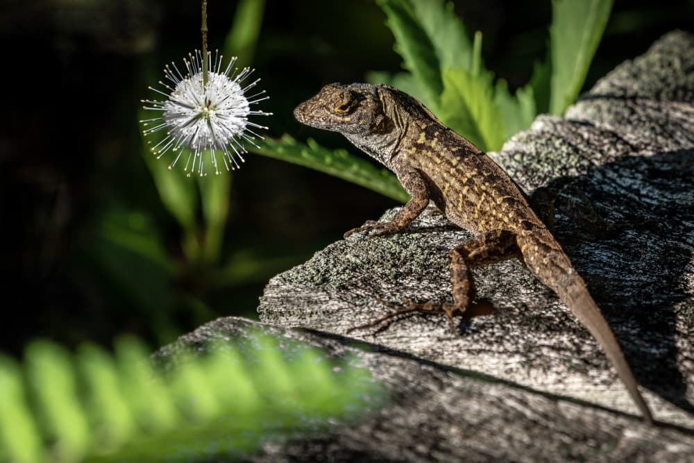 Lizard Meets Spiky Bloom by Ed Esposito — canvas wall art
