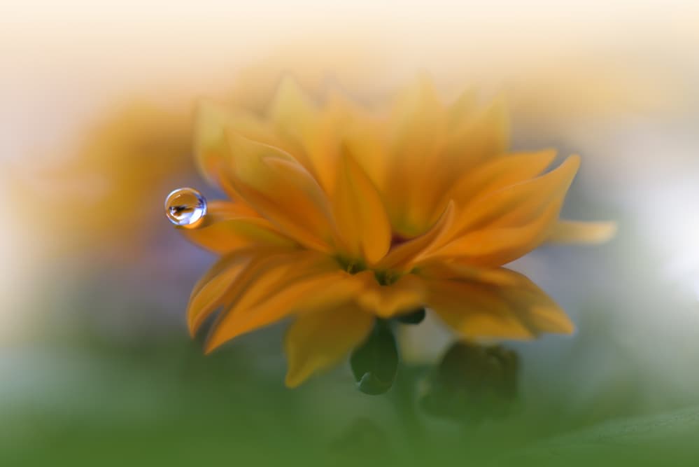 Soft Yellow Droplet by Juliana Nan — canvas wall art