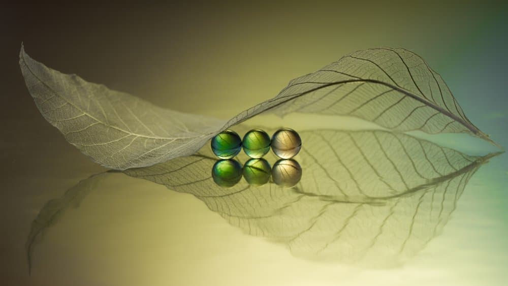 Delicate Leaf Marbles by Shihya Kowatari — canvas wall art