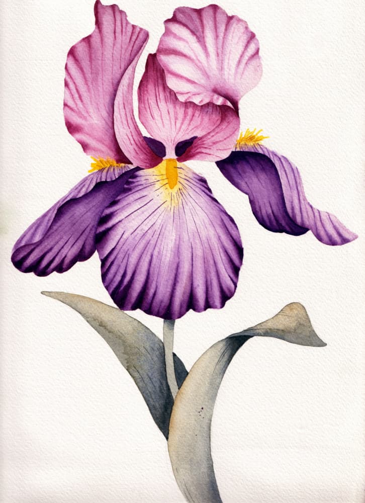 Vibrant Purple Iris by Salome — canvas wall art