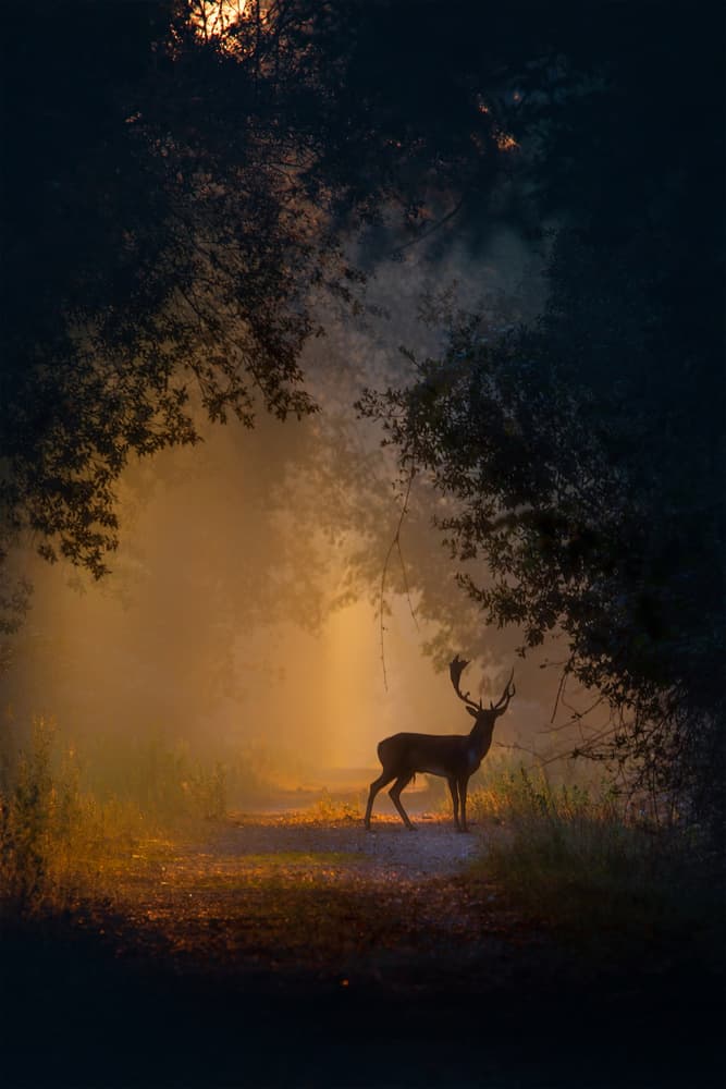 Golden Mist Stag by Paolo Stoppani — canvas wall art