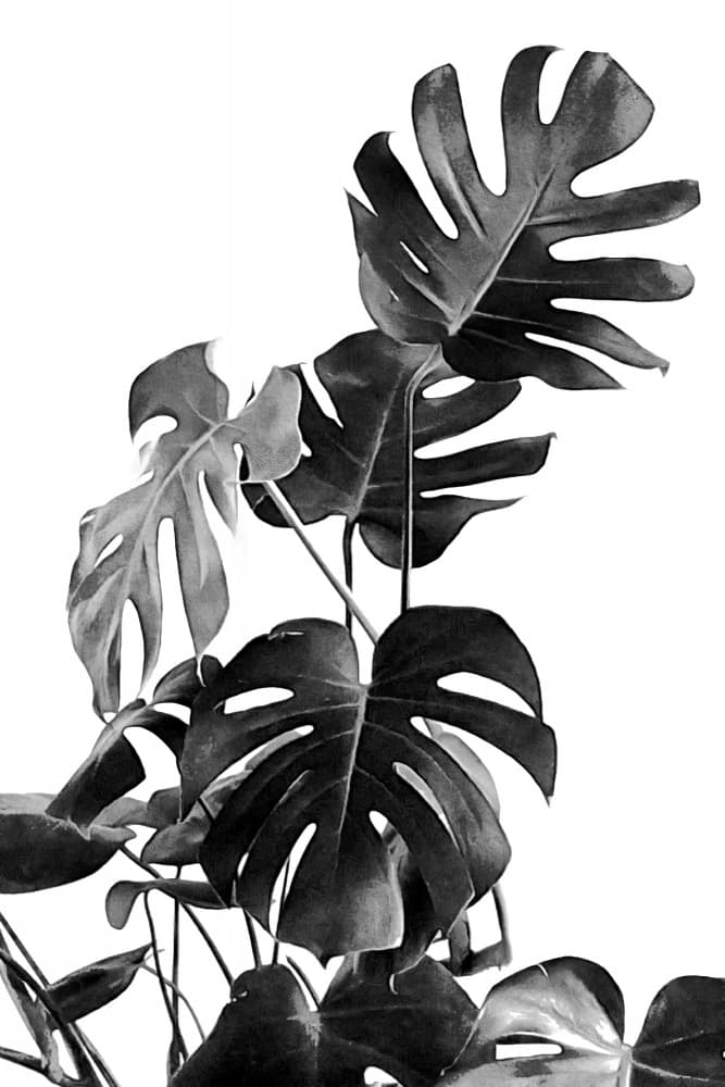 Monstera Leaf Silhouettes by amini54 — canvas wall art