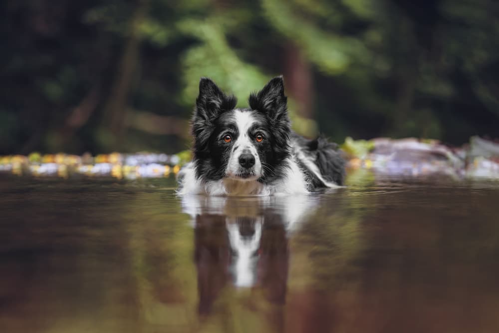 Border Collie Reflection by Davorin Baloh — canvas wall art