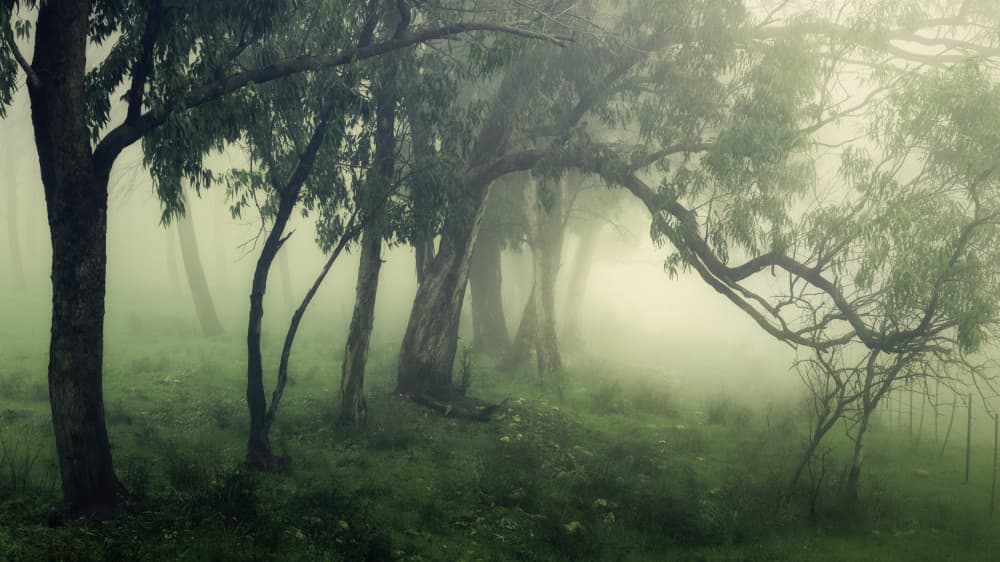 Misty Forest Trees by Haim Rosenfeld — canvas wall art