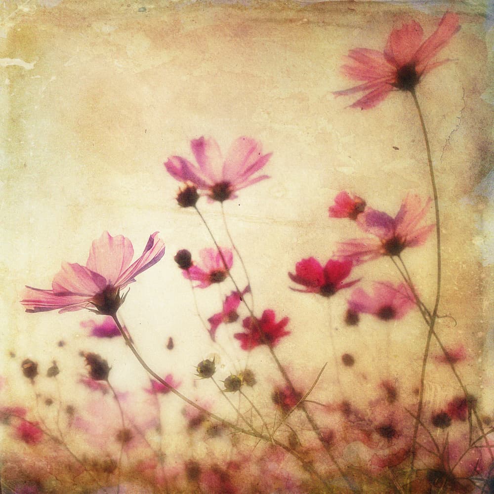 Dreamy Pink Cosmos by Stefan Eisele — canvas wall art