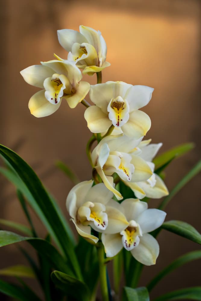 Graceful Orchid Blossoms by Tim Mossholder — canvas wall art
