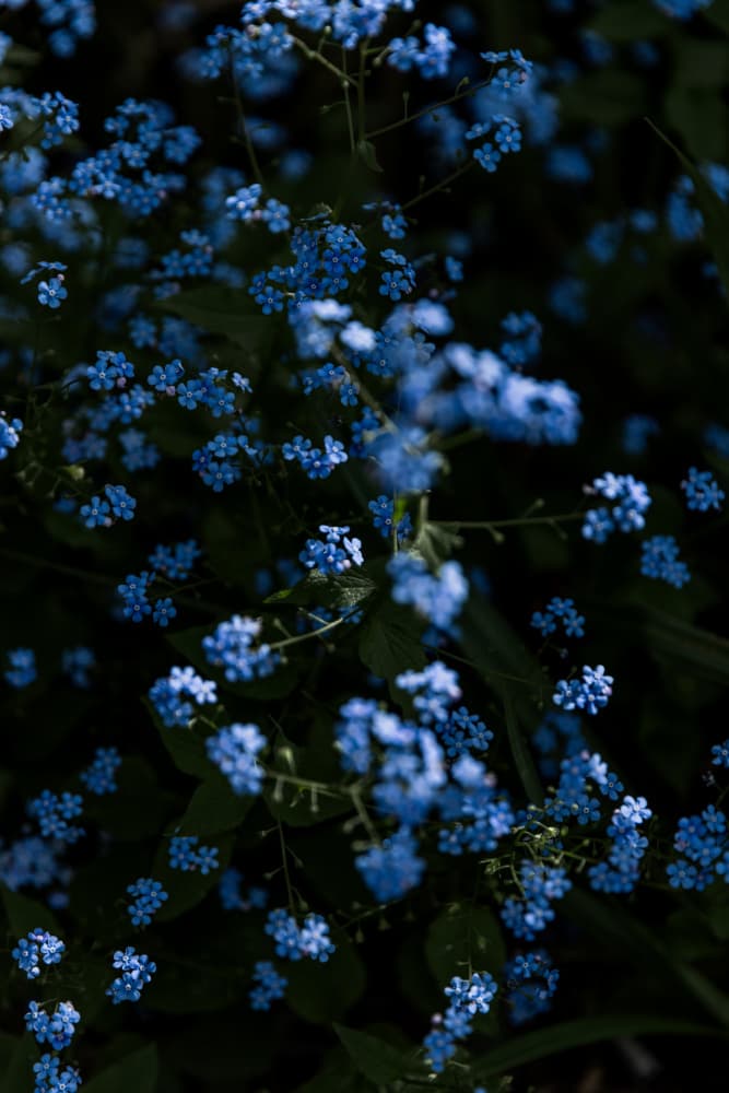 Tranquil Blue Flowers by Mareike Böhmer — canvas wall art