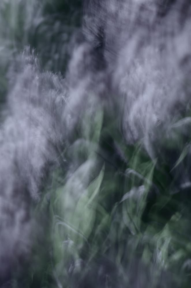Ethereal Botanical Dream by Lynann Colligan — canvas wall art