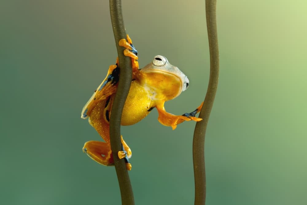 Vibrant Tropical Frog by Wil Mijer — canvas wall art