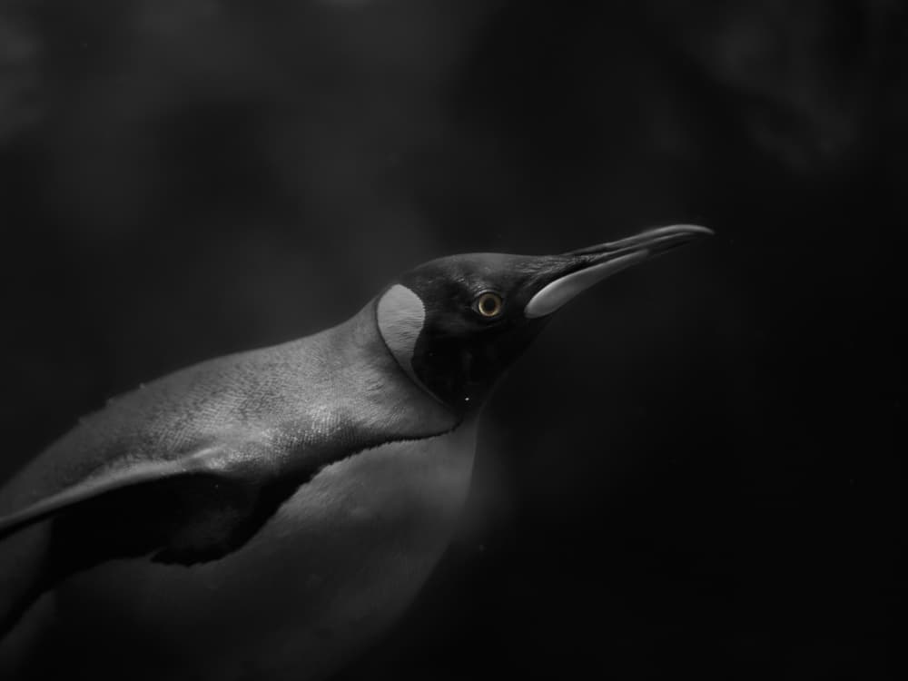 Gliding King Penguin by Kaisyakuji Yushi — canvas wall art