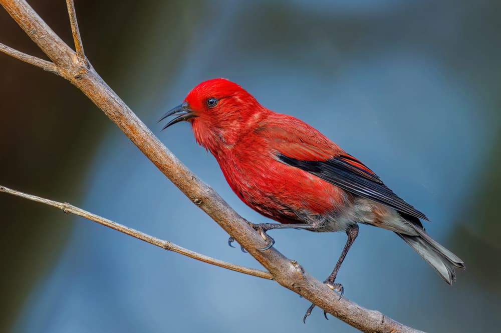 Scarlet Bird Perched by Jacob (Jian) Xu — canvas wall art