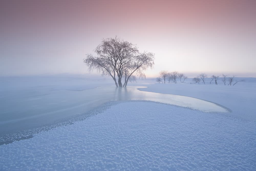 Solitary Winter Tree by Bingo Z — canvas wall art