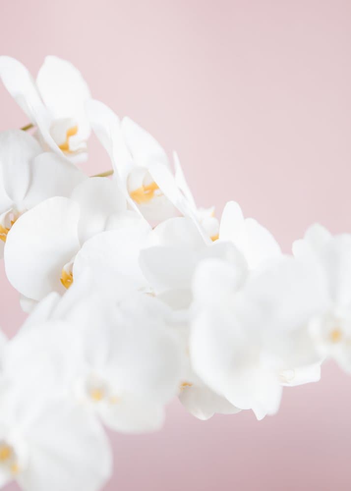 Serene White Orchids by Pictufy Studio III — canvas wall art