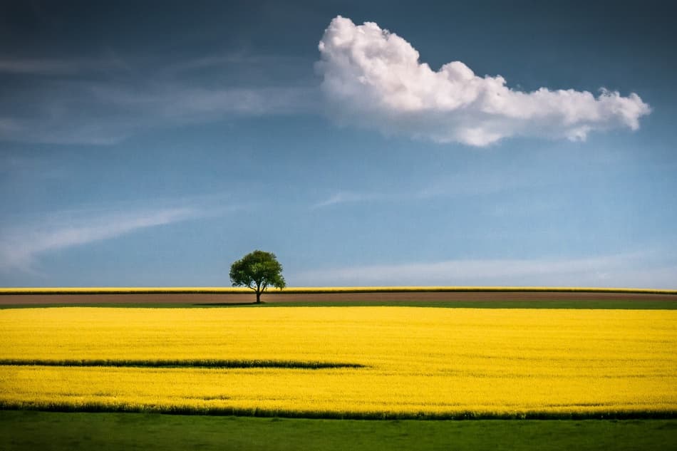 Lone Tree Yellow Field by Andreas Wonisch — canvas wall art