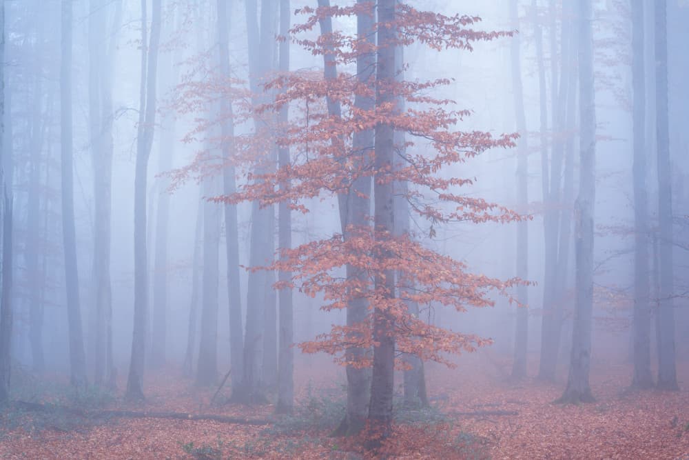 Misty Autumn Forest by Ali Fallahzadeh — canvas wall art
