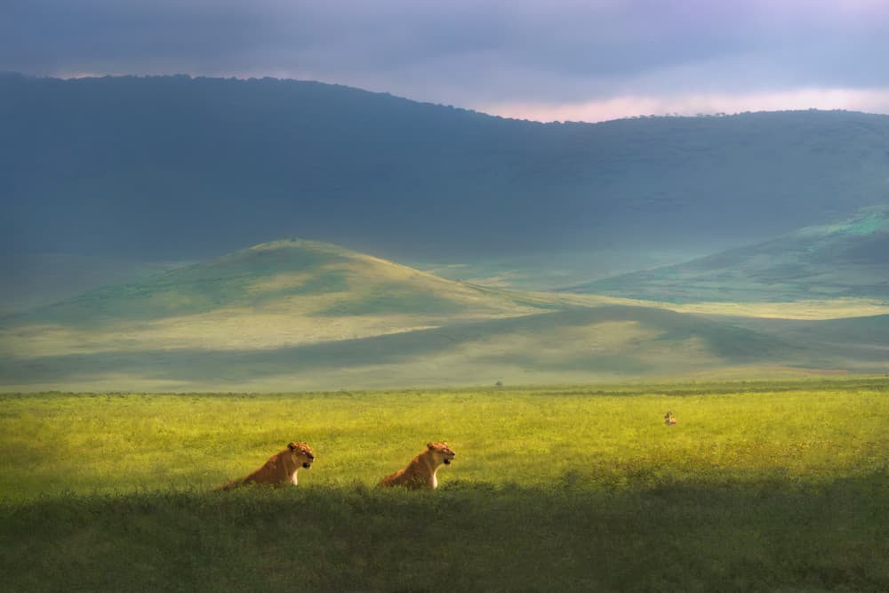 Savanna Lions Sunrise by Jianping Yang — canvas wall art