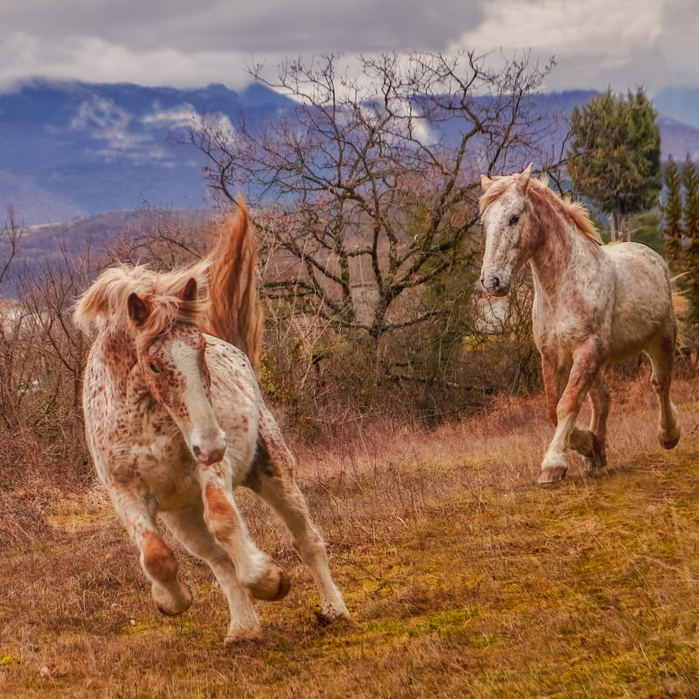 Playful Mountain Horses by Valentin Borsan — canvas wall art