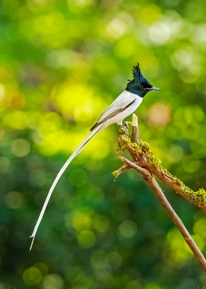 Elegant Paradise Flycatcher by Saurabh Dhanorkar — canvas wall art