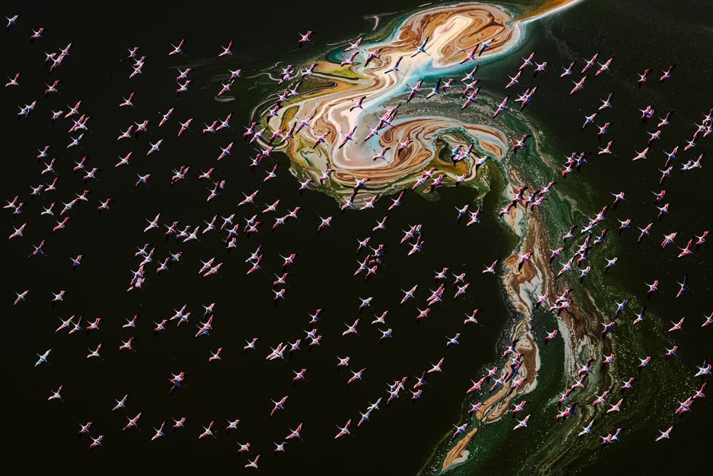 Pink Flamingos Aerial View by John J. Chen — canvas wall art