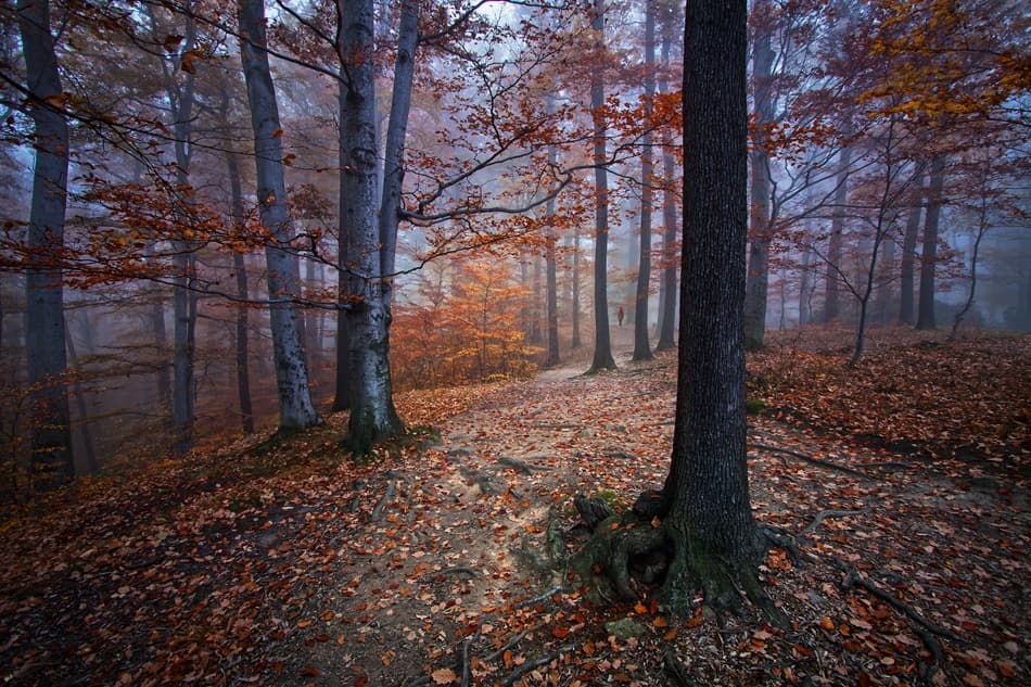 Misty Autumn Forest Path by Izabela Laszewska-Mitrega / Darek Mitręga — canvas wall art