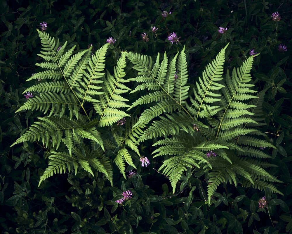 Lush Green Ferns by Hamed Bank — canvas wall art