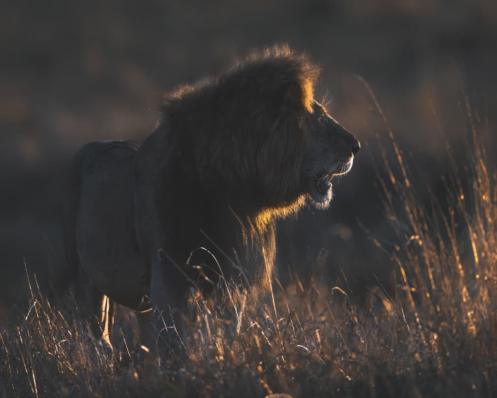 Majestic Golden Lion by Ahmed Sobhi — canvas wall art