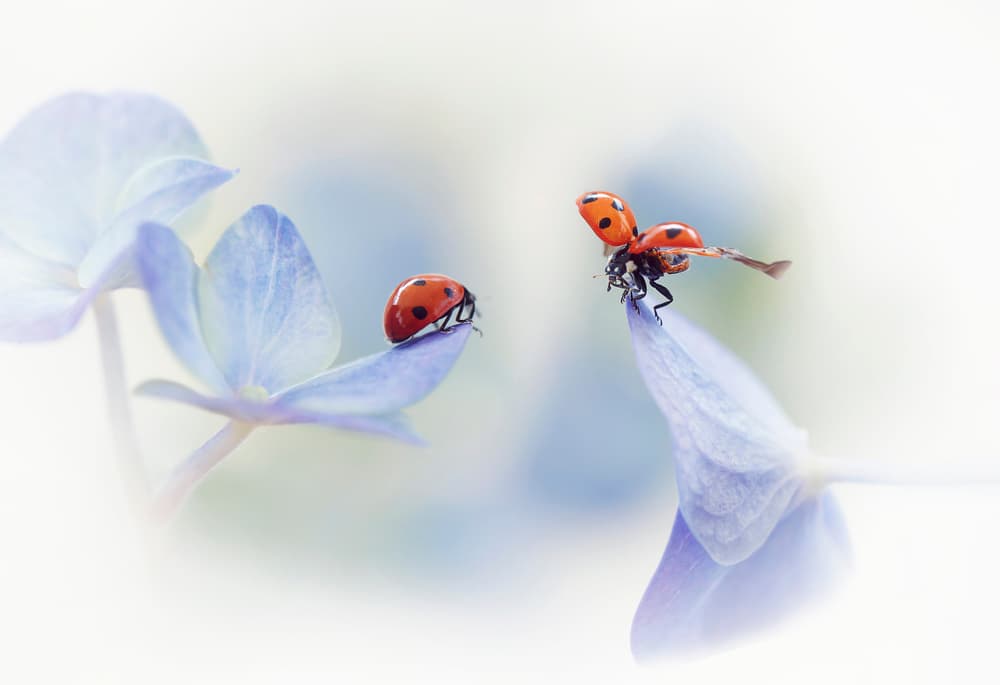 Ladybugs On Blue Blooms by Ellen van Deelen — canvas wall art