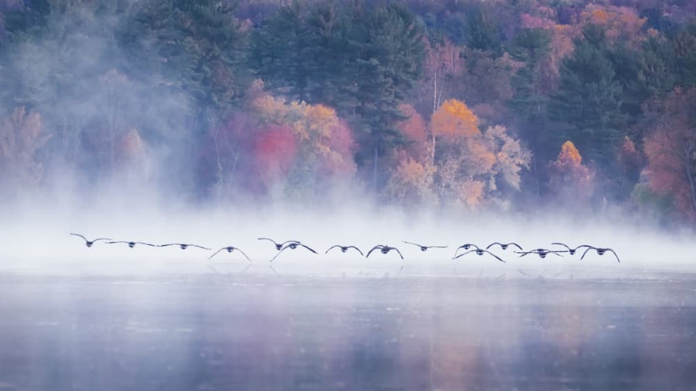 Flying Geese Morning Mist by Liguang Huang — canvas wall art