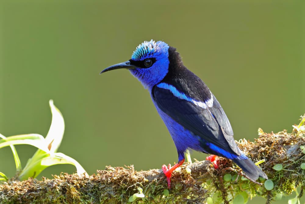 Vibrant Blue Tropical Bird by Gavin Lam — canvas wall art