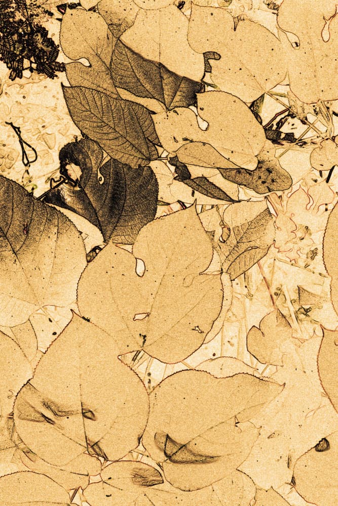 Organic Sepia Foliage by Santhosh ch — canvas wall art