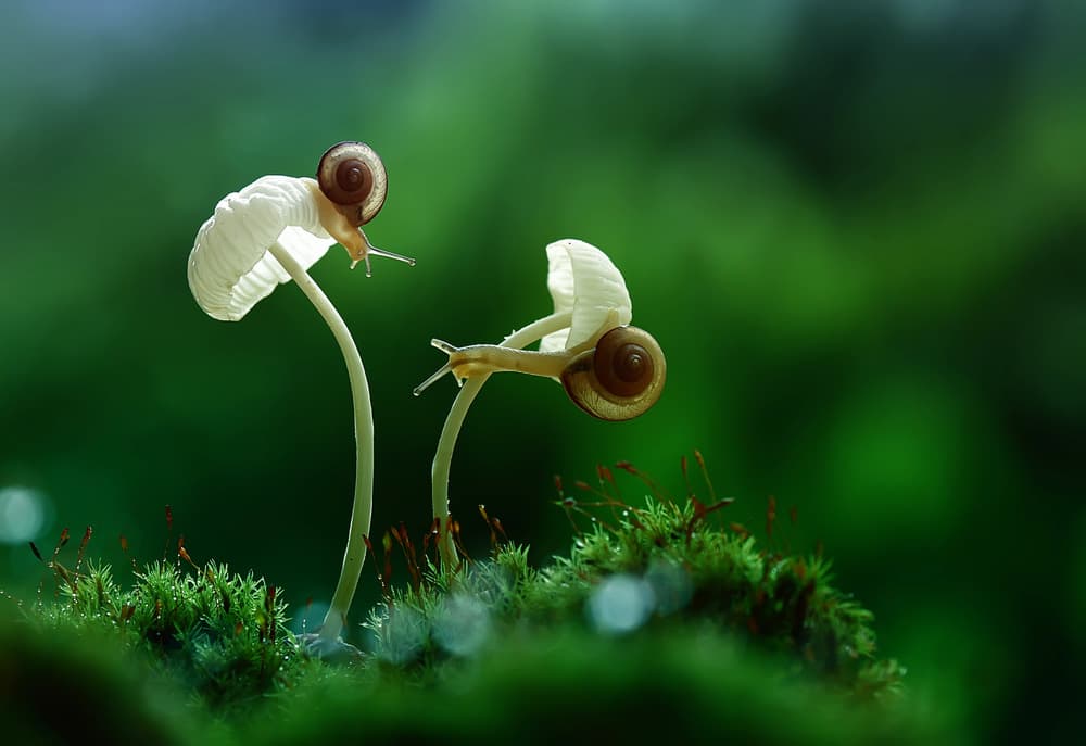 Curious Snails on Mushrooms by Abdul Gapur Dayak — canvas wall art