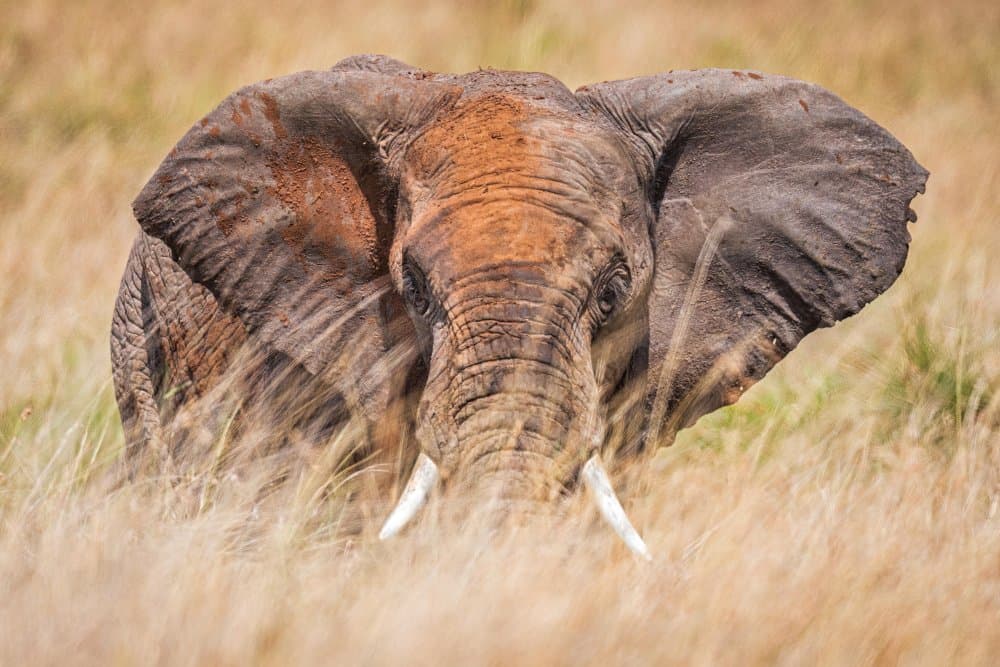 Majestic African Elephant by Jeffrey C. Sink — canvas wall art