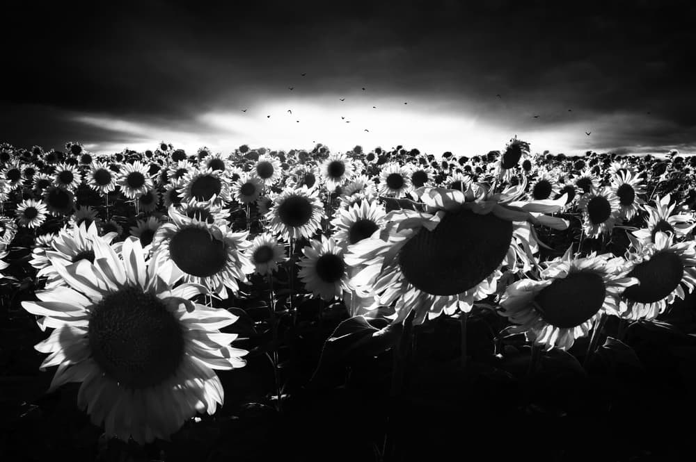 Dramatic Sunflower Field by Nicodemo Quaglia — canvas wall art