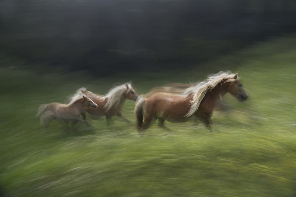 Running Horse Family by Milan Malovrh — canvas wall art