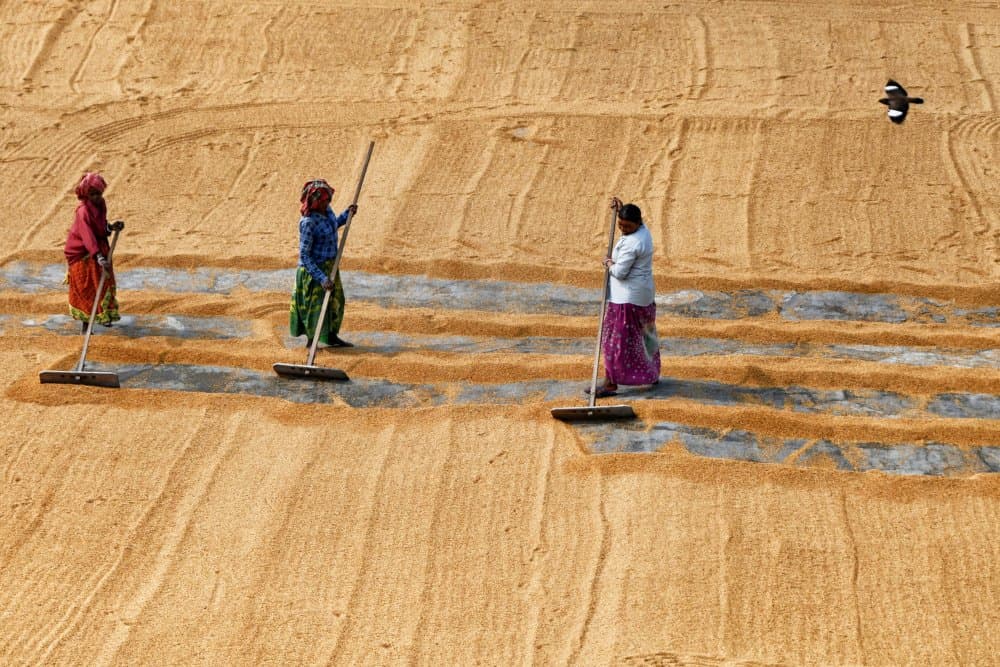 Women Drying Golden Grain by Shaibal Nandi — canvas wall art