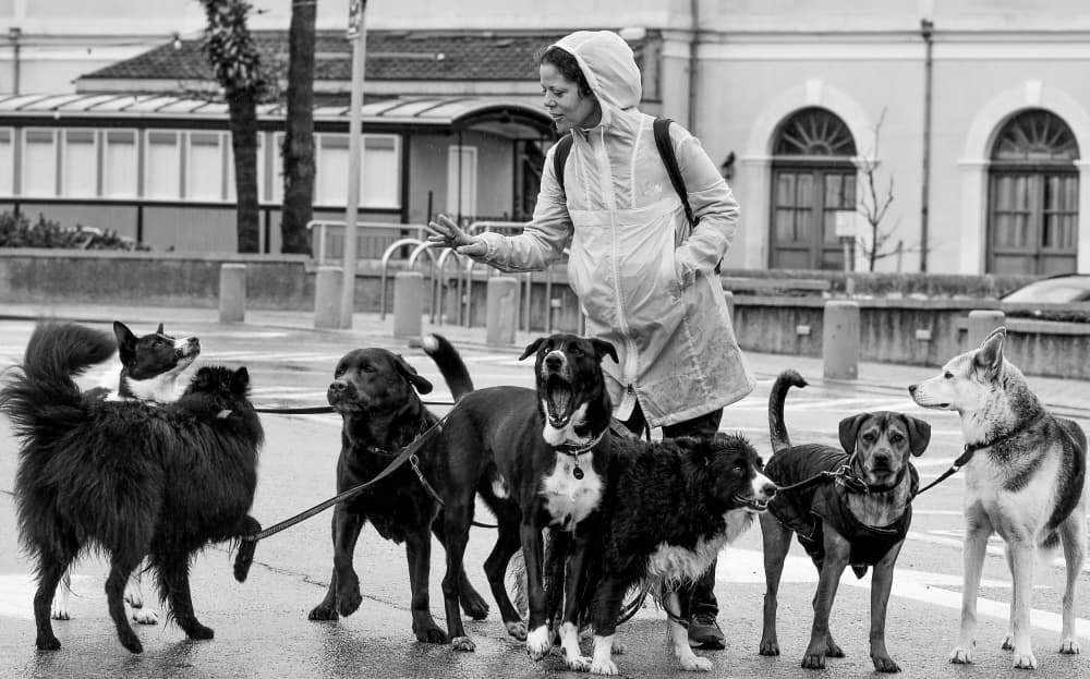 Dog Walker On Rainy Day by Itzik Einhorn — canvas wall art