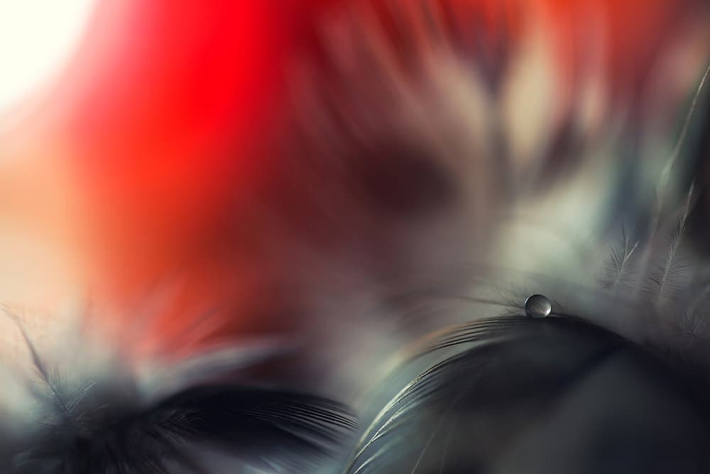 Glistening Feather Drop by Dmitry Doronin — canvas wall art