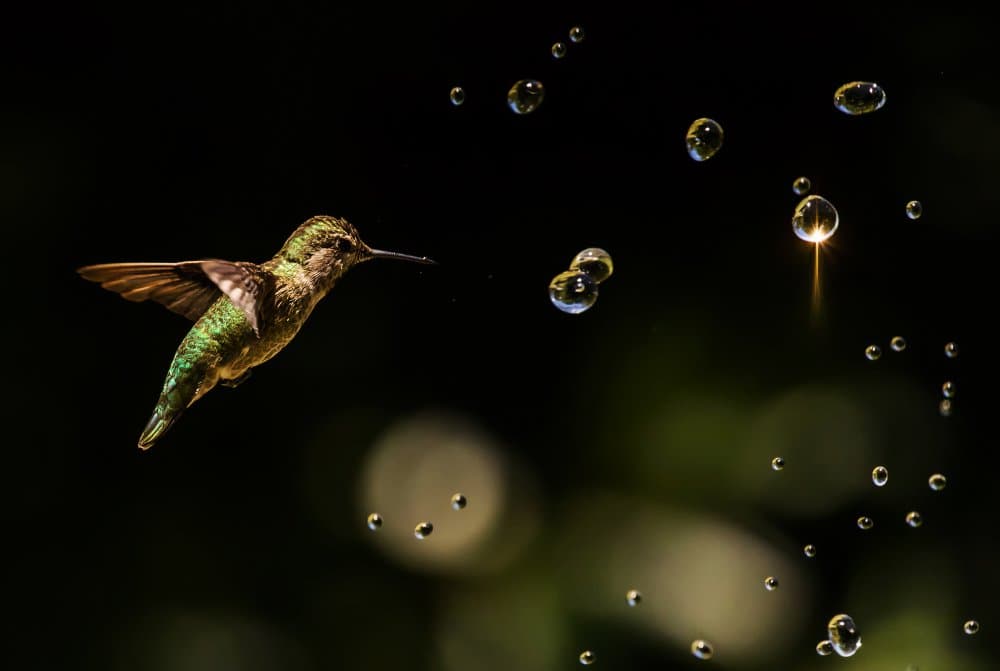Shimmering Hummingbird Flight by Jenny Qiu — canvas wall art
