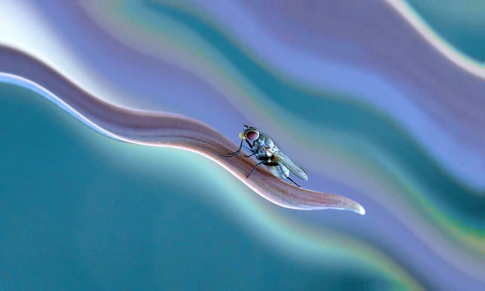 Vibrant Fly Blue Swirl by Thierry Dufour — canvas wall art