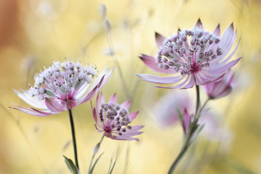Astrantia Major by Mandy Disher — canvas wall art