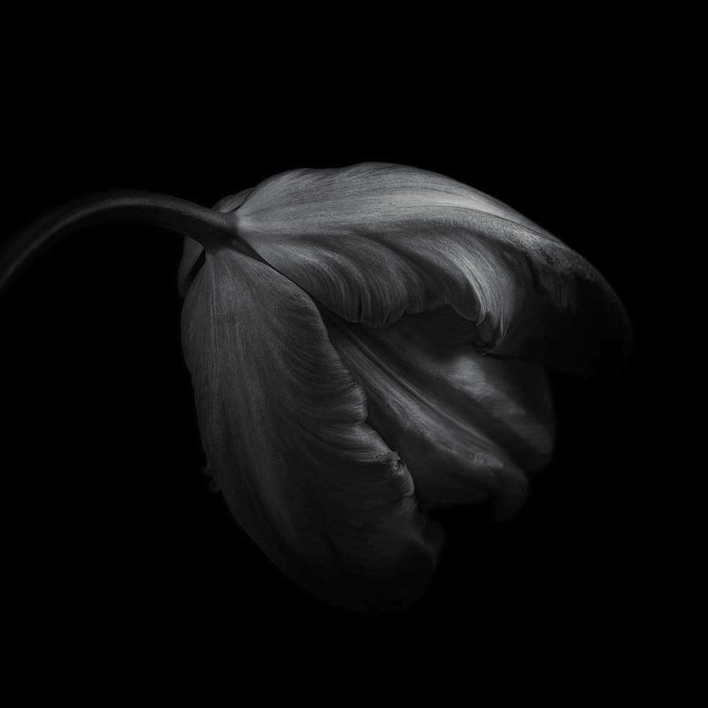 Elegant Drooping Tulip by Lotte Grønkjær — canvas wall art
