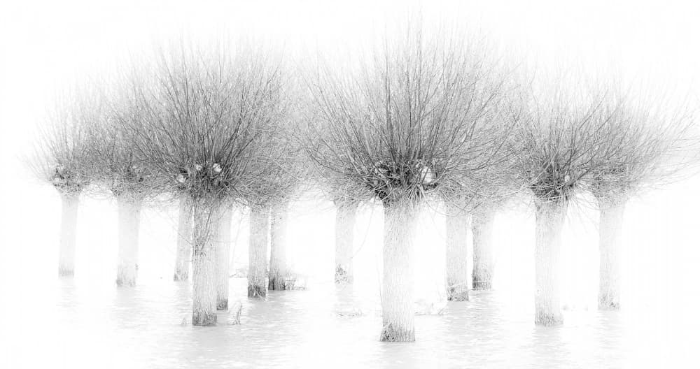 Serene Winter Willows by Annie Keizer — canvas wall art