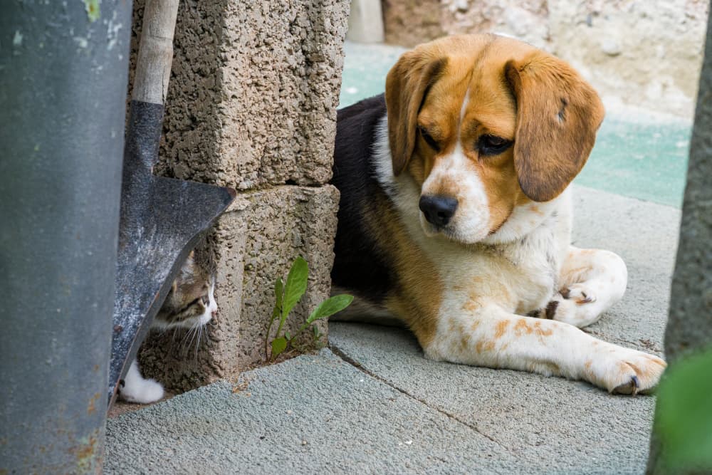 Beagle And Peeking Cat by Aneta Nikolova — canvas wall art