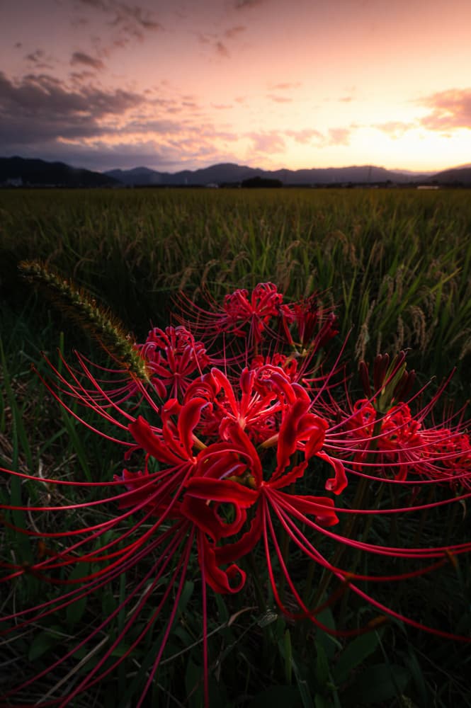 Vibrant Spider Lilies Sunset by Hiroaki Ikeshita — canvas wall art