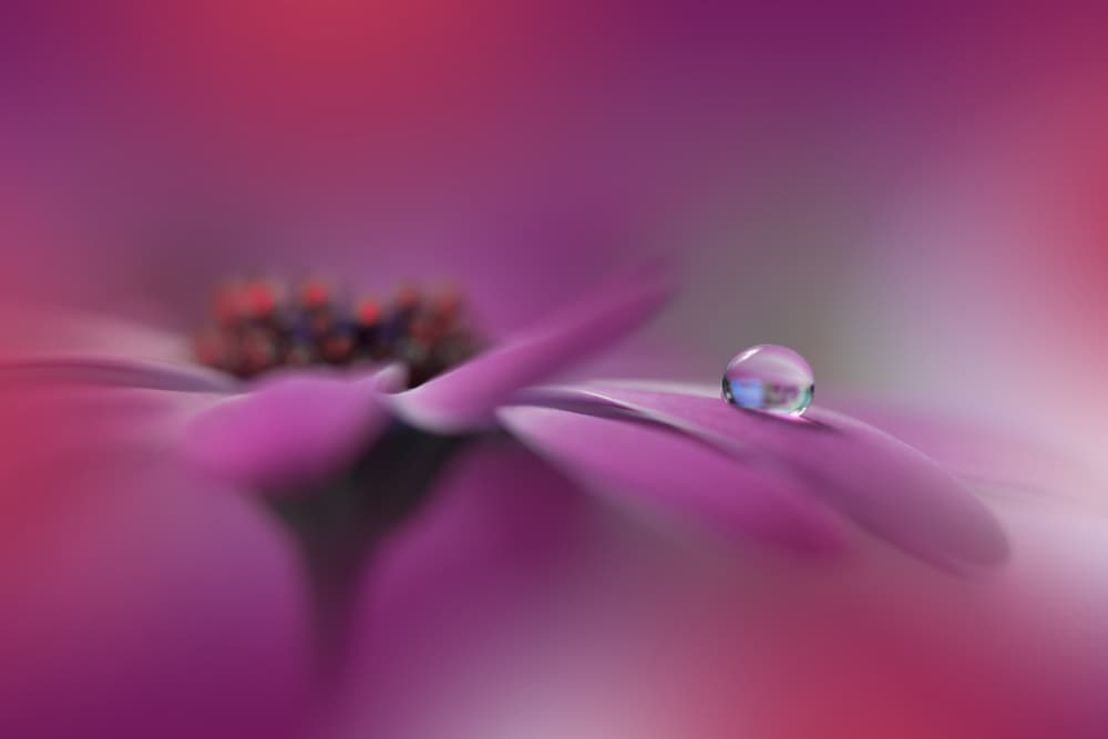 Purple Flower Dewdrop by Juliana Nan — canvas wall art
