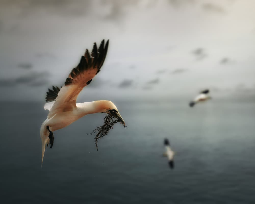 Gannet Nesting Flight by Michaela Firešová — canvas wall art