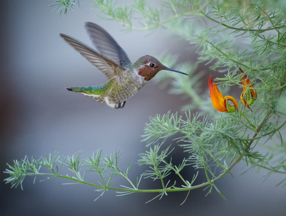 Hummingbird Orange Bloom by Xiaojian Huang — canvas wall art